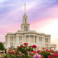 Payson Utah Tiptoe Through The Roses