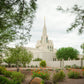 Phoenix Spring Blooms