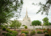 Phoenix Spring Blooms