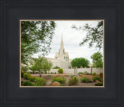Phoenix Spring Blooms