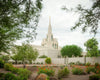 Phoenix Spring Blooms