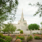 Phoenix Spring Blooms