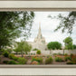Phoenix Spring Blooms