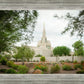 Phoenix Spring Blooms