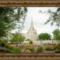 Phoenix Spring Blooms