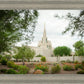 Phoenix Spring Blooms