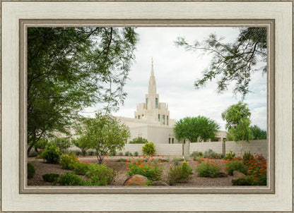 Phoenix Spring Blooms