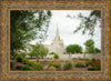 Phoenix Spring Blooms