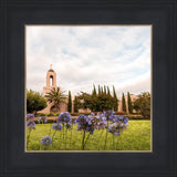 Newport Beach California Blooming Afternoon