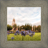 Newport Beach California Blooming Afternoon