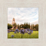 Newport Beach California Blooming Afternoon