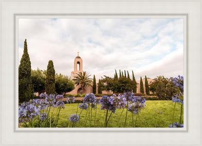 Newport Beach California Blooming Afternoon