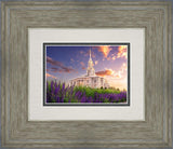 Payson Temple Blooming Lavender