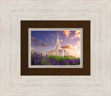 Payson Temple Blooming Lavender