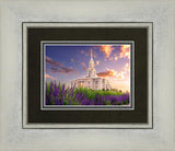 Payson Temple Blooming Lavender