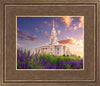 Payson Temple Blooming Lavender