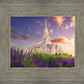 Payson Temple Blooming Lavender