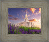 Payson Temple Blooming Lavender