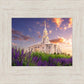 Payson Temple Blooming Lavender