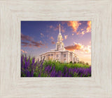 Payson Temple Blooming Lavender