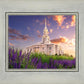 Payson Temple Blooming Lavender