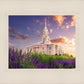 Payson Temple Blooming Lavender