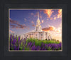 Payson Temple Blooming Lavender