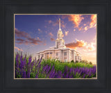 Payson Temple Blooming Lavender