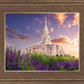 Payson Temple Blooming Lavender