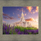 Payson Temple Blooming Lavender