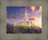 Payson Temple Blooming Lavender