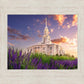 Payson Temple Blooming Lavender