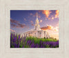 Payson Temple Blooming Lavender