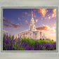 Payson Temple Blooming Lavender