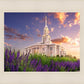 Payson Temple Blooming Lavender