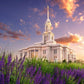Payson Temple Blooming Lavender