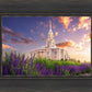 Payson Temple Blooming Lavender