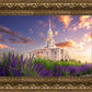 Payson Temple Blooming Lavender