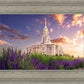Payson Temple Blooming Lavender