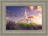 Payson Temple Blooming Lavender