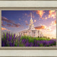 Payson Temple Blooming Lavender