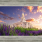 Payson Temple Blooming Lavender