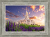 Payson Temple Blooming Lavender