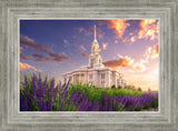 Payson Temple Blooming Lavender