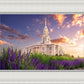Payson Temple Blooming Lavender