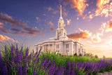 Payson Temple Blooming Lavender