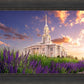 Payson Temple Blooming Lavender
