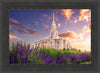 Payson Temple Blooming Lavender