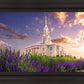 Payson Temple Blooming Lavender