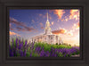 Payson Temple Blooming Lavender